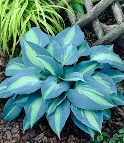 Schneckenresistente Hosta Touch Of Class Gartenfans Info