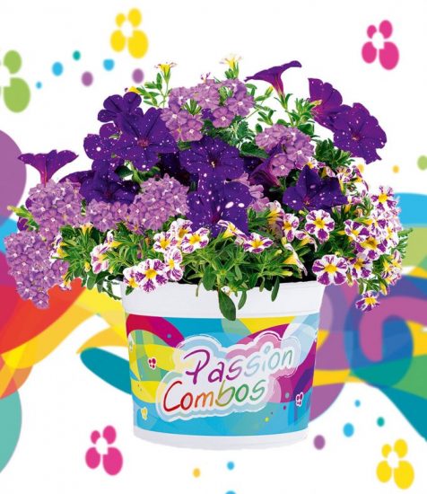 Sommerblumen Mix Passion Combos Walk Of Fame Gartenfans Info