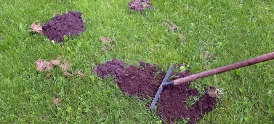 Maulwurfshugel Entfernen Maulwurfe Vertreiben Gartenfans Info