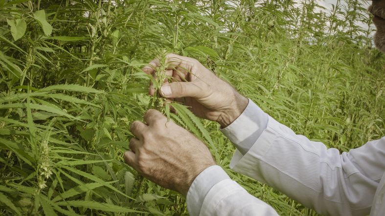 Hanfpflanzen können auch im eigenen Garten gut gedeihen. Foto: stokkete via Envato