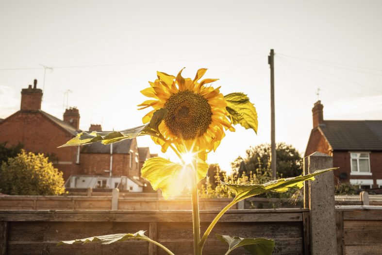 Urban Gardening – ein toller Trend in Großstädten und Metropolen. Foto imagesourcecurated via Envato