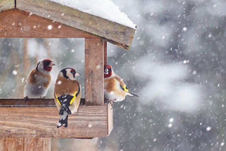 Ein Vogelhaus bietet den Vögeln in der kalten Jahreszeit Schutz und Nahrung. Foto ©Tunatura stock adobe