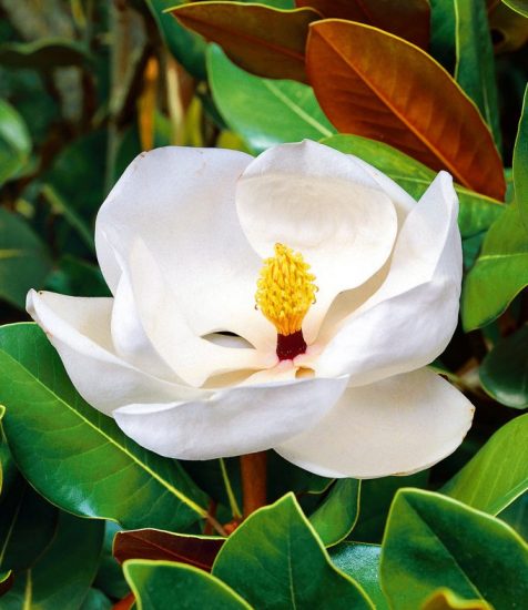 Magnolie Grandiflora Gartenfans Info