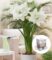 Gefüllte Amaryllis ‚Double White‘ mit Geschenkbox