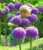 Allium ‚Globemaster‘