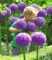 Allium ‚Globemaster‘