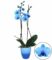 Königsblaue Phalaenopsis, 2 Triebe