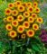 Heliopsis ‚Funky Spinner‘