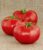 Rote Tomate ‚Berner Rose‘