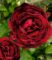 Rose ‚Noir de Malicorne®‘