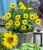 Winterharte Sonnenblume ‚SunCatcher®‘ im XL-Topf