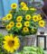 Winterharte Sonnenblume ‚SunCatcher®‘ im XL-Topf