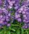 Duft-Phlox ‚Violett-Blau‘