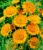 Anthemis ‚Sancti-Johannis‘