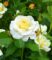 Rose der Liebe ‚Centenaire de Lourdes® blanc‘