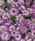 Iberis ‚Absolute Amethyst®‘