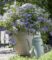 Hortensie ‚French Bolero Blue®‘