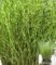 Zebragras Miscanthus Strictus Dwarf im 14 cm XL-Topf