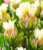 Tulpe ‚Mystery Valley‘