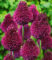 Allium ‚Roter Zuckerhut‘