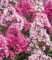 Phlox-Mix ‚Palmyra‘