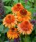 Echinacea ‚Supreme Cantaloupe®‘