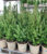 Zuckerhutfichte Picea Clauca Conica, im 17 cm XL-Topf