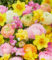 Blumenzwiebel-Mix ‚Sweet Spring‘