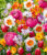 Blumenzwiebel-Mix ‚Happy Spring‘