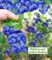 Trauben-Heidelbeere ‚Reka® Blue‘